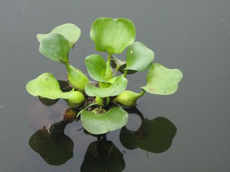 Water Hyacinth Black Warrior, Taman Air, Ceramic Sculpture Figurative, Floating Plants, Water Lilly, Pond Plants, Plant Information, Invasive Species, Ponds Backyard