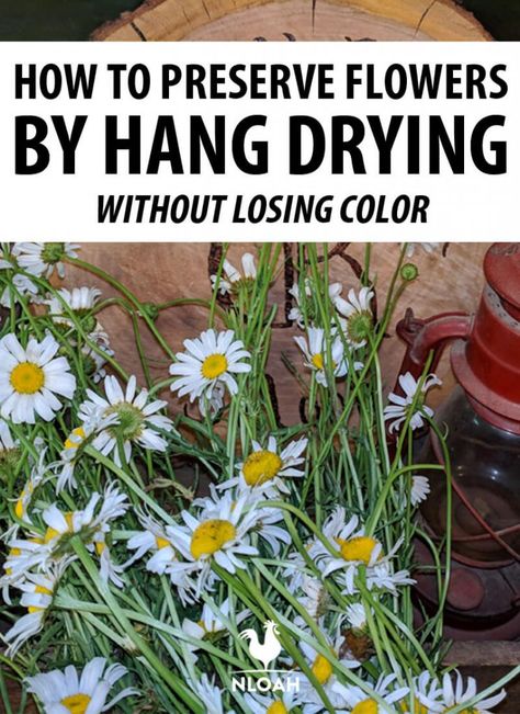 How To Dry Plants For Decoration, Flowers That Can Be Dried, How Do You Dry Flowers, Storing Dried Flowers, Drying Wildflowers, How To Dry Flowers And Keep Color, How To Dry Out Flowers, Herbal Crafts, Flower Drying