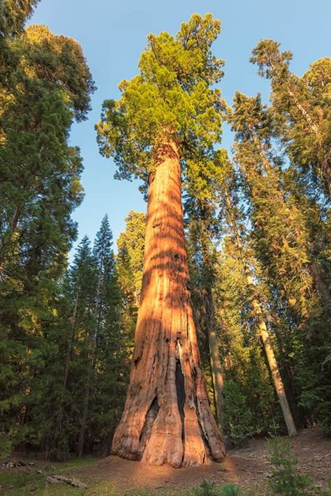 Redwood Trees Painting, Redwood Tree Aesthetic, Forest Reference, Sequoiadendron Giganteum, Sequoia Sempervirens, Coniferous Trees, Redwood Decking, Coast Redwood, Coastal Redwood