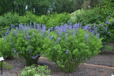 5 False Blue Indigo plant. 2.5 Container. Baptisia | Etsy Lupines Garden, Baptisia Australis, Indigo Plant, Side Yard Landscaping, Asclepias Tuberosa, Planting Sunflowers, Street Trees, Spring Flowering Bulbs, Patio Designs