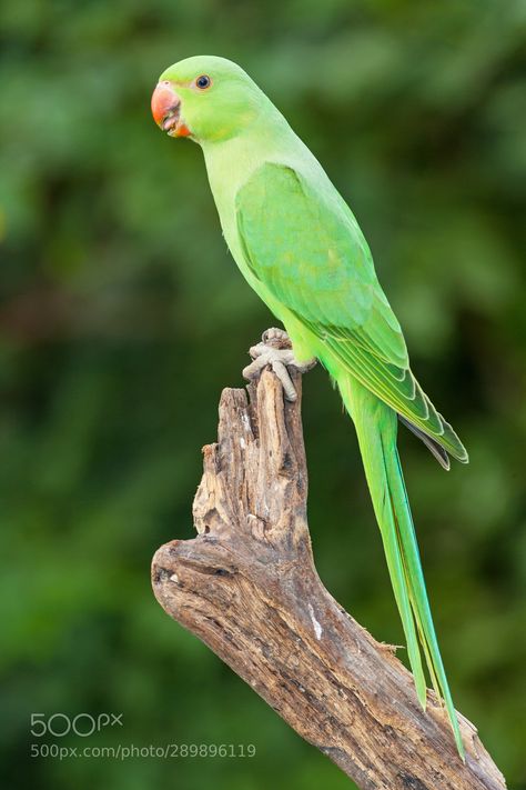 #Animal #wildlife #Wildlifephotography #cute #love #pet #safari #different #love #peace #animallover Green Parrot Bird, Ringneck Parrot, Ring Necked Parakeet, Unique Birds, Green Parrot, Parrot Pet, Nikon D7100, Green Things, Bird Wallpaper