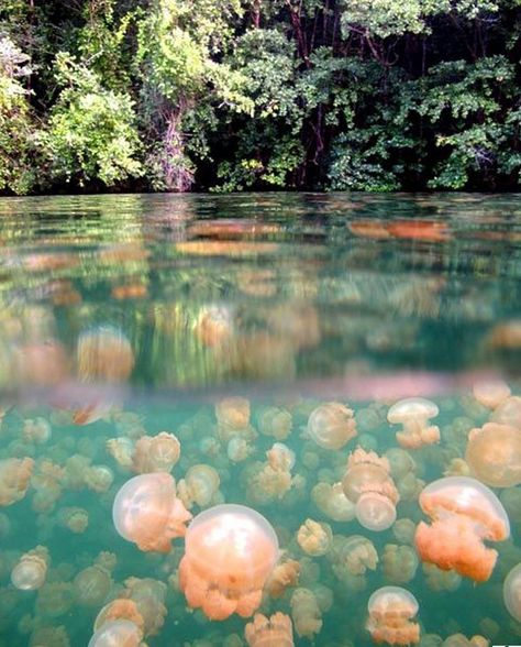 12 of the most unique lakes in the world: Jellyfish Lake in Palau Jellyfish Lake, I Want To Travel, Spring Fling, Palau, Future Travel, Places Around The World, Jellyfish, Vacation Spots, Dream Vacations