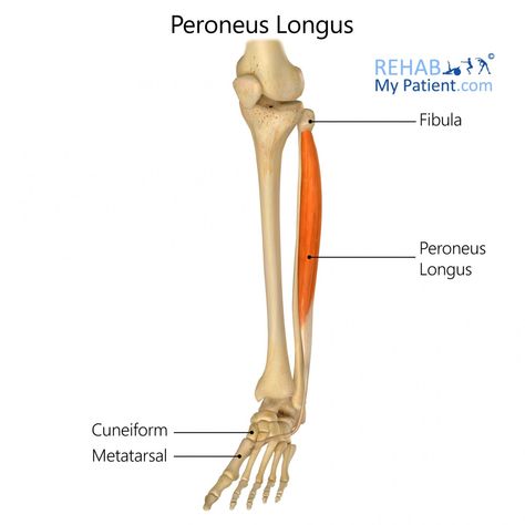 General information The peroneus longus is a superficial muscle located in the lateral part of the leg. It works to... Peroneus Longus, Muscle Weakness, Muscle Spasms, Calf Muscles, General Information, Muscle Pain, 10 Pounds, Massage Therapy, It Works