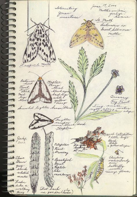 moths journal_trimmed Journal pages by FPCC naturalist Yvonne Woulfe. Journaling Organization Desk, Field Journal, Botanical Sketchbook, Sketch Journal, Nature Sketch, Watercolor Journal, Garden Journal, Nature Drawing, Journal Aesthetic