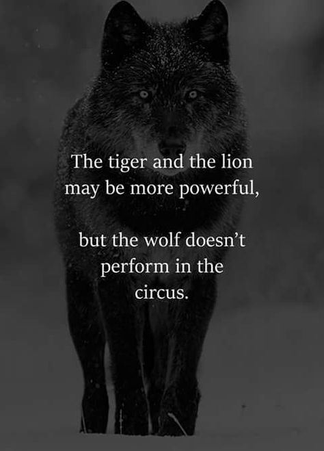 Lone Wolf Quotes, Wolf Quotes, Photographie Portrait Inspiration, Vie Motivation, Warrior Quotes, The Circus, Lone Wolf, Black Wolf, Badass Quotes