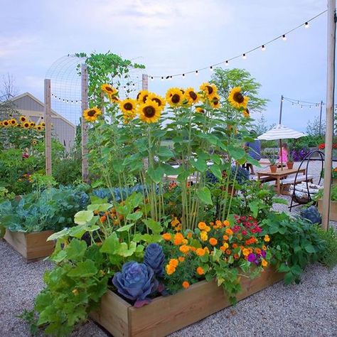 Flower Bed Raised, Thrift Garden Ideas, Sunflowers In Vegetable Garden, Flower Veggie Garden, Flower And Veggie Garden Ideas, Wild Flower Raised Garden Bed, Best Plants For Raised Garden Beds, Vegetable Garden In Front Yard, Sunflower Garden Bed