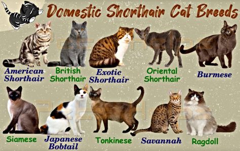 The Best 10 Cutest Domestic Shorthair Cat Breeds Shorthair Cat Breeds, Grey Cat Breeds, Domestic Shorthair Cat, Singapura Cat, Toyger Cat, Chartreux Cat, Cat Tattoo Simple, Purebred Cats, Balinese Cat