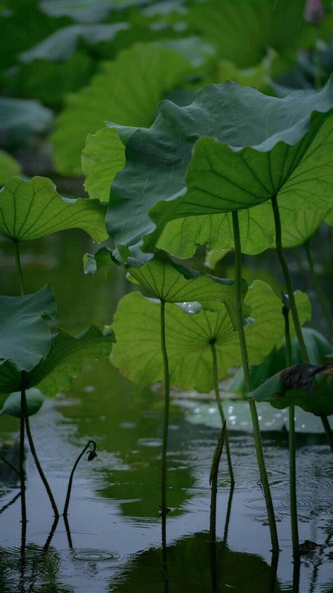 Lily Pad Tattoo, Painting Lotus, Mural Nursery, Leaves Painting, Lotus Flower Pictures, Lotus Plant, Smell Of Rain, Lotus Flower Art, Leaf Photography