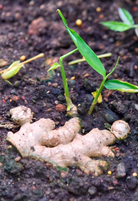 How To Grow Ginger Plant Successfully | Homes To Love Beginner Herbs, Ginger Growing, Plant Magick, Ginger Plants, Plant Bedroom, Espalier Fruit Trees, Wallpaper Plants, Growing Ginger, Tattoo Plant