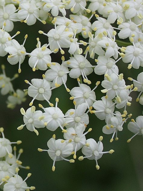 common elderberry (Sambucus nigra) Kentucky Garden, Grace Painting, Moon Gardens, Elderberry Plant, Elder Flower, Black Elderberry, Sambucus Nigra, Lady Bird Johnson Wildflower Center, Seed Collection