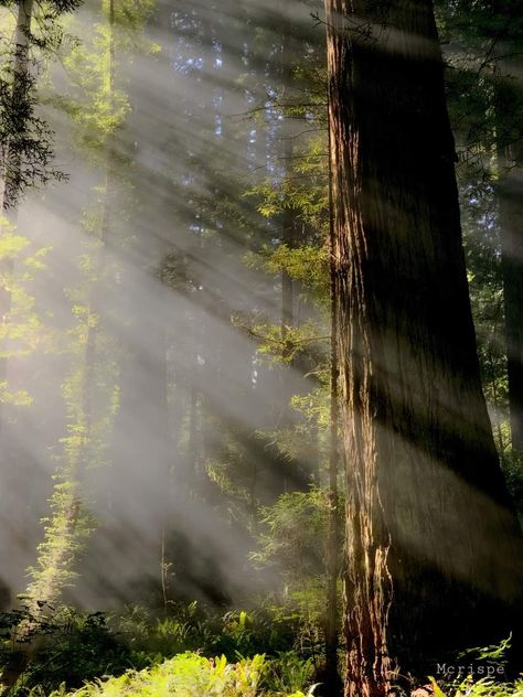 Redwood National Park, California California Redwoods Aesthetic, Tahoe National Forest, Red Wood Forest California, Redwood Forest Aesthetic, Redwoods Aesthetic, Redwoods Painting, Appalachian Forest, National Parks Aesthetic, National Park Aesthetic