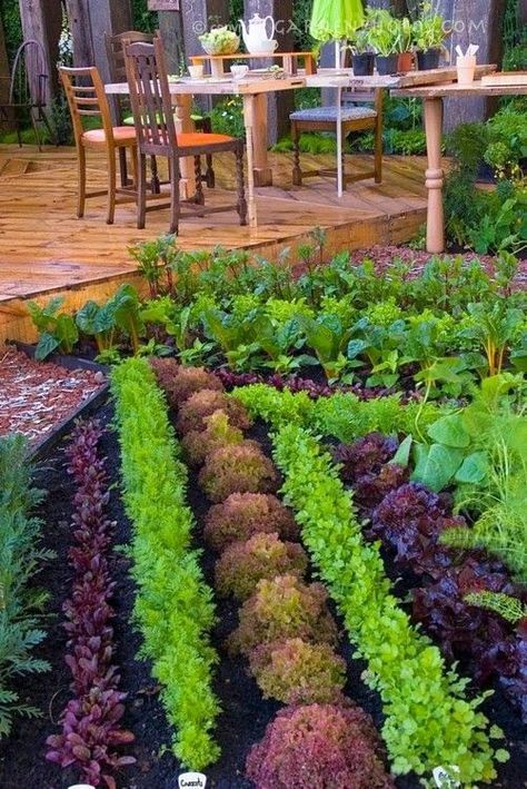 Wellness Sanctuary, Raised Vegetable Gardens, Ancient Healing, Medicinal Garden, Vertical Vegetable Garden, Small Vegetable Gardens, Vegetable Garden Planning, Backyard Vegetable Gardens, Garden Kit