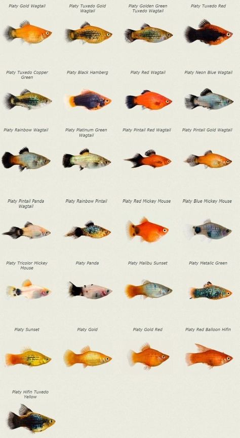 Fishes Painting, Swordtail Fish, Platy Fish, Koi Fishes, Tropical Freshwater Fish, Diy Aquarium, Tropical Aquarium, Aquarium Ideas, Fish Aquarium