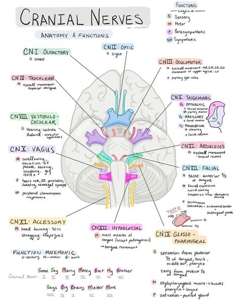 Cranial Nerves Nursing School Essential, Nursing School Motivation, Medicine Notes, Basic Anatomy And Physiology, Nurse Study Notes, Nursing Student Tips, Medical Student Study, Nursing School Survival, Cranial Nerves