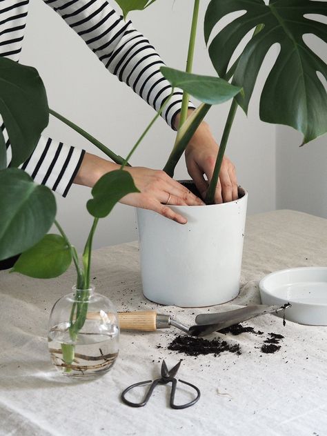 Indoor Tropical Plants, Terracotta Plant Pots, Indoor Plant Care, Cheese Plant, Interior Plants, Monstera Plant, House Plants Decor, Mother Plant, Propagating Plants