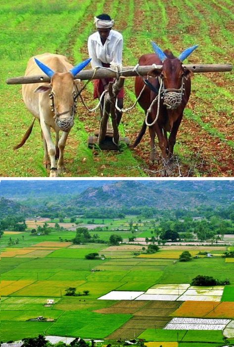 In this article, we will delve into the different types of agriculture in India, highlighting their significance, contributions, and potential for sustainable growth. Agriculture In India, Agricultural Revolution, Types Of Farming, Agricultural Practices, Agriculture Farming, Tracing Paper, Animal Clipart, Agriculture, Different Types