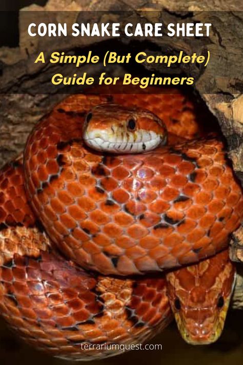 Corn Snakes Pet, Snake Care For Beginners, Pet Corn Snake, Corn Snake Habitat Ideas, Snake Setup, Pet Snakes For Beginners, Corn Snake Terrarium, Corn Snake Care, Corn Snake Enclosure