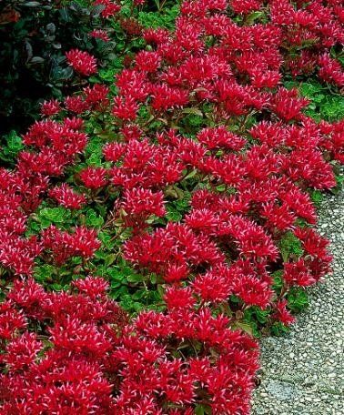 SEDUM-Creeping Red/Dragons Blood Sedum Ground Cover, Succulent Ground Cover, Perennial Ground Cover, Sedum Plant, Spring Hill Nursery, Beautiful Leaves, Border Plants, Ground Cover Plants, Agaves