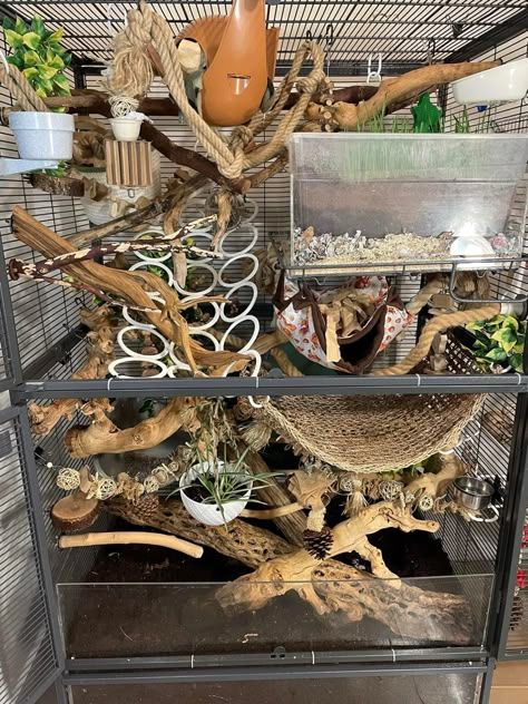 Bioactive Rat Enclosure, Single Critter Nation Cage Ideas, Natural Rat Cage Setup, Small Rat Cage Setup, Naturalistic Rat Cage, Bioactive Rat Cage, Natural Rat Cage, Rat Cage Set Up, Critter Nation Cage Ideas