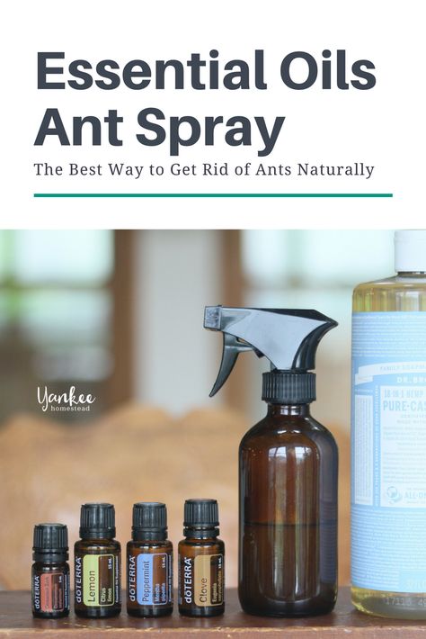 The Best Way to Get Rid of Ants Naturally | Yankee Homestead Diy Ant Spray, Essential Oils Ants, Nontoxic Cleaning Products, Lush Store, Diy Homesteading, Ant Spray, Essential Oil Gifts, Nontoxic Cleaning, Natural Bug Spray