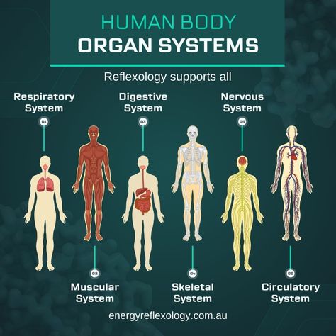 🌟 Discover the Magic of Reflexology Reflexology isn't just a foot massage — it is a gateway to overall wellness! By working the reflexes on the feet, hands, face, and ears, reflexology impacts all body systems, promoting harmony and balance throughout. This holistic modality ensures each body system functions in a more balanced way, enhancing your health and well-being. Experience the profound benefits of having your body function in a balanced way! You can massage the palms of your han... Human Body Organ System, All Body Systems, Tulsi Tea, Human Body Organs, Organ System, Human Body Systems, Herbal Products, Herbal Hair, The Palms