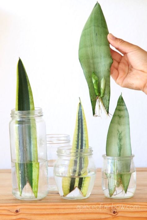 Snake Plant In Water, Snake Plant Propagation, Plant In Water, Tanaman Air, Tanaman Indoor, Tanaman Pot, Sansevieria Plant, نباتات منزلية, Inside Plants