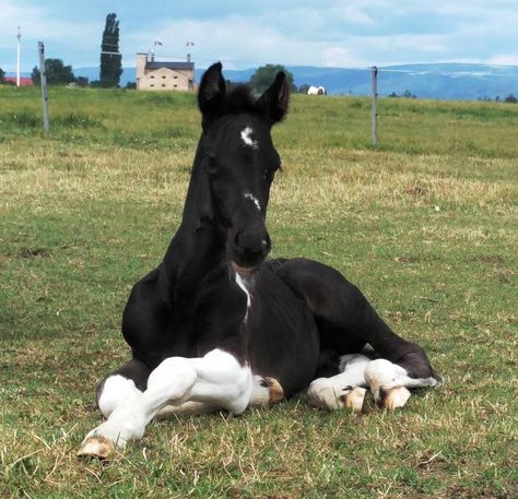 Black And White Spotted Horse, Horse Foals Aesthetic, Draft Horse Riding, Fresians Horses Aesthetic, Horse Trotting, Aesthetic Horse, Foal Horse, Horse Foal, Horse Markings