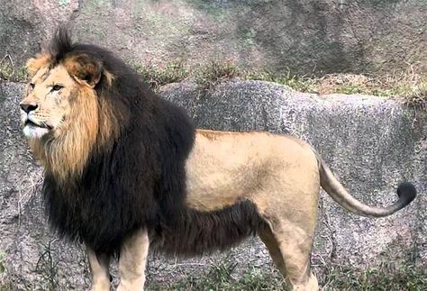 Barbary Lion, Lion Facts, Wild Lion, Lion Photography, Lions Photos, Black Lion, Dangerous Animals, African Lion, Extinct Animals