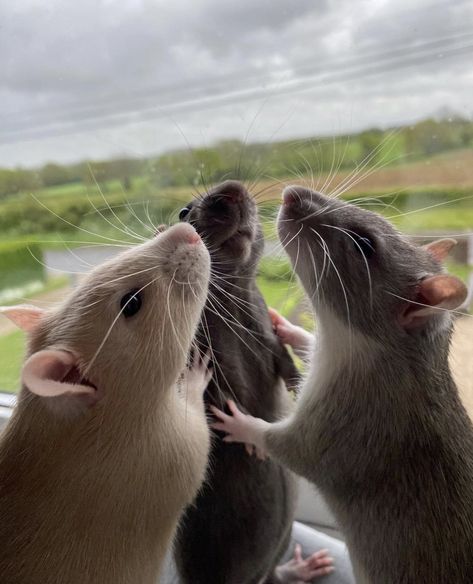 Rattus Rattus, Funny Rats, Fancy Rat, Pet Mice, Cute Rats, Funny Animal Photos, Pet Rats, Cute Hamsters, Pretty Animals