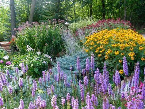 Perennial Garden Ideas, Minnesota Garden, Perennial Garden Design, Perennial Garden Plans, Bee Friendly Garden, Garden Flowers Perennials, Swamp Milkweed, Hgtv Garden, Full Sun Perennials