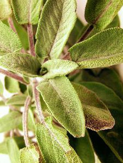 Troubleshooting: Wilting sage Pineapple Sage Tea, Sage Tea Recipe, Pineapple Sage Plant, Sage Pesto, Herbs For Beginners, Plant Doctor, Herbs For Sleep, Herb Uses, Herbs For Healing