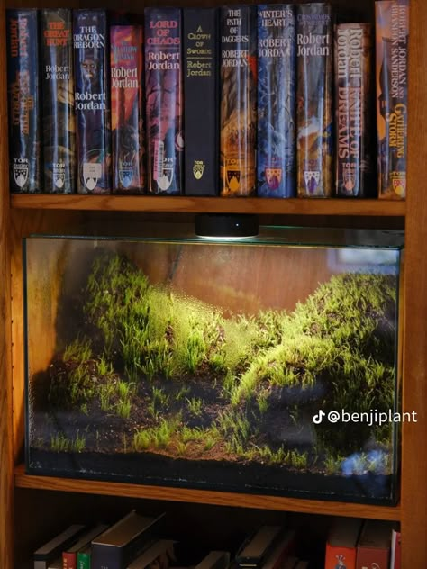 Terrarium Shelf, Tank Terrarium, Fish Tank Terrarium, Aquascape Design, Fish Tank Design, Reptile Room, Plant Projects, Moss Terrarium, Terrarium Plants