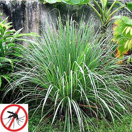 Citronella Grasses for Sale – FastGrowingTrees.com Cymbopogon Citratus, Asian Plants, Lemongrass Plant, Citronella Plant, Mosquito Plants, Citronella Essential Oil, Growing Tomatoes In Containers, Mosquito Repelling Plants, Grass Seed