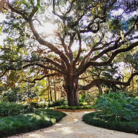 The giant live oak tree in Washington Oaks Gardens State Park is estimated to be 200 to 300 years old and creates a dreamy spot for photos for any occasion. Big Tree Garden, Live Oak Trees Landscaping, Big Tree Landscaping, Oak Tree Driveway, Oak Tree Landscaping, Oak Tree Garden, Live Oak Painting, Southern Oak Trees, Oak Tree Pictures