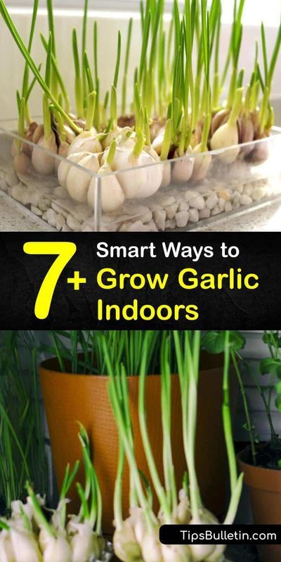 Grow Garlic Indoors, Gemüseanbau In Kübeln, Growing Vegetables Indoors, Grow Garlic, Kitchen Gardening, Diy Container Gardening, Growing Herbs Indoors, Indoor Vegetables, Planting Garlic