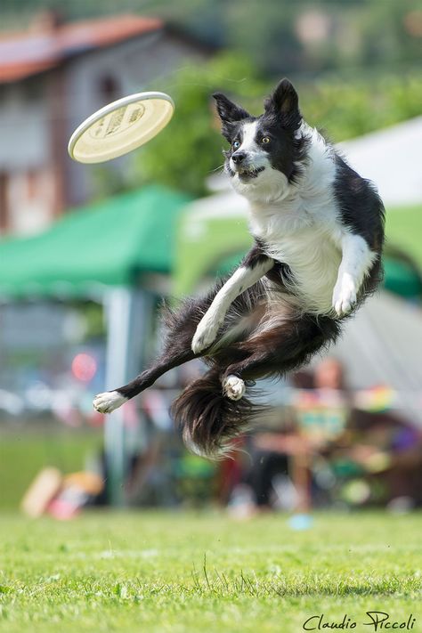 Dogs Can Fly - ooooh look at that face‼️ Pet Photography Business, Jumping Dog, Dog Jumping, Flying Dog, Dog Poses, 강아지 그림, Australian Shepherds, Happy Puppy, Border Collies