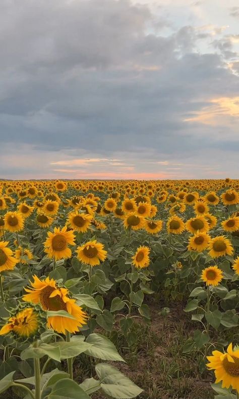 Sunflower Field Aesthetic, Sunflower Field, Pretty Flowers Pictures, Sky Photography Nature, Pretty Landscapes, Best Photo Poses, Solar Plexus Chakra, Sunflower Fields, Yellow Aesthetic