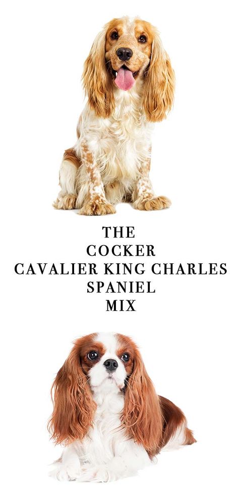 Cockalier – The Cocker Spaniel Cavalier King Charles Mix - The Happy Puppy Site Cockalier Full Grown, Cockalier Puppies, King Charles Cocker Spaniel, Dog Images Hd, Cavalier King Spaniel, King Spaniel, Cocker Spaniel Mix, Best Dog Photos, Welsh Corgi Puppies