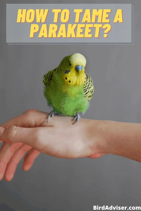 process. Budgie Training, Parakeet Cage Ideas Diy, Parakeet Cage Ideas, Parakeet Talking, Birds Parakeet, Budgie Care, Budgie Food, Bird Parakeet, Parakeet Care