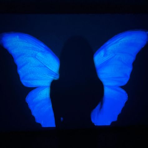 Butterfly Profile Picture, Blue Fairy Aesthetic, Butterfly Profile, Morpho Azul, Butterfly Queen, Butterfly Aesthetic, Aesthetic Butterfly, Everything Is Blue, 2160x3840 Wallpaper