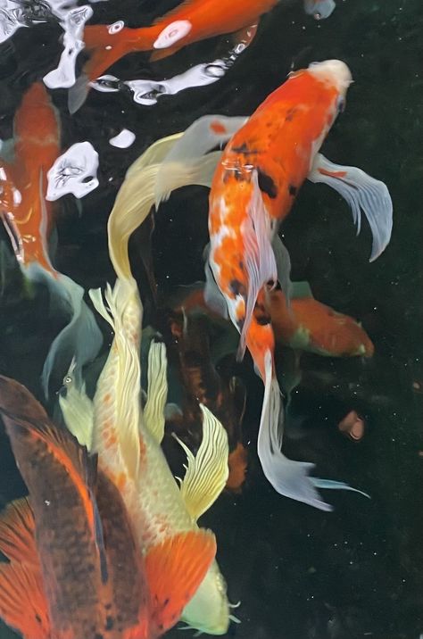 Fish Aesthetic Icon, Fish Aesthetic, Fish Pictures, Carp Fish, Pfp Profile, Koi Carp, A Pond, Photo Album Scrapbooking, Ap Art