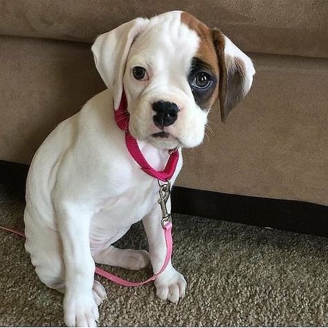 Boxer Beagle Mix, Pitbull Boxer, Mastiff Mix, Boxer Bulldog, Boxer And Baby, Border Collie Mix, Collie Mix, Boxer Puppy, Boxer Mix