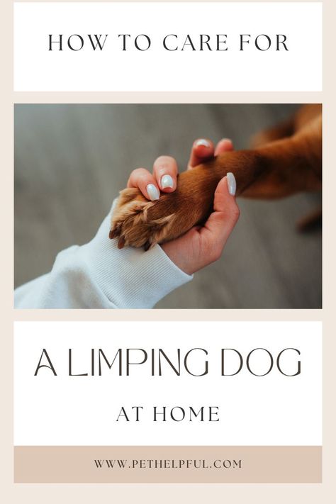 Dog Safe Medications, Limping Dog, Dog At Home, Medication For Dogs, Natural Medicine, Medical Care, Dog Care, Pet Owners, Pain Relief