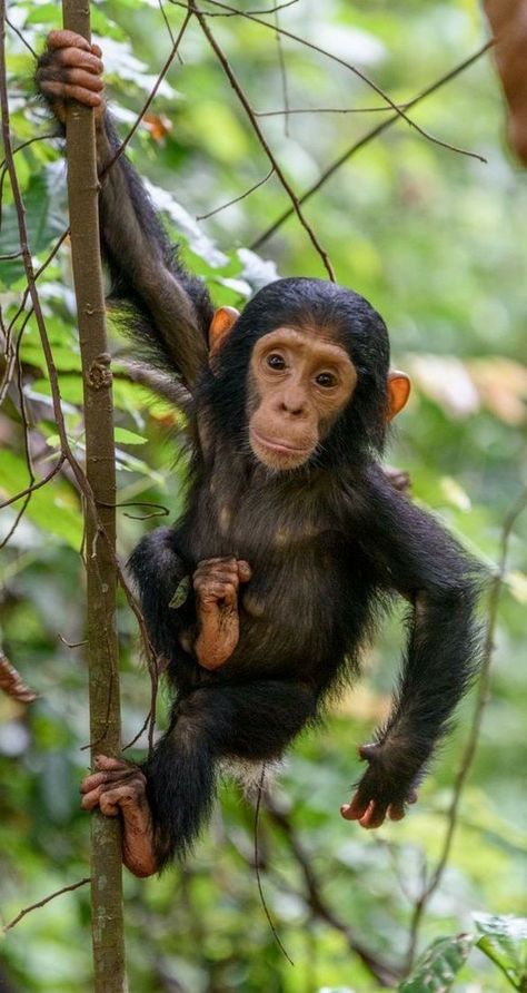 Tanzania Wildlife, Zanzibar Island, Baby Chimpanzee, Lake Tanganyika, Tiny Animals, Animals Tattoo, Tattoo Nature, Gorilla Trekking, Jungle Art