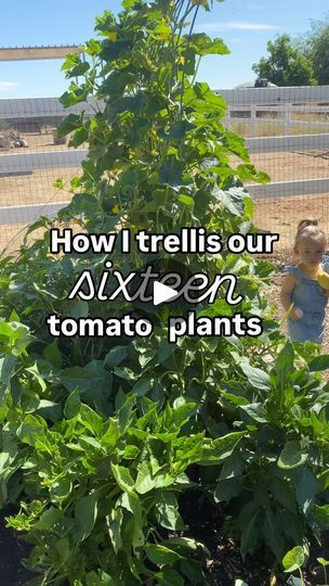 4.2K views · 7K reactions | Over the years I’ve tried different ways to trellis our tomatoes and they always seem to outgrow our design. This is a tried and true way to keep the main leader stem supported all season long.  Have you tried this style of trellis? Let me know!! 

#backyardgarden #gardeninspiration #vegetablegarden #diy #homesteading #preservingfood #tradwife | Whitney McGee | Keith Merrill · Lovely Moments Diy Tomato Trellis, Diy Homesteading, Tomato Trellis, Vegetable Garden Tips, Lovely Moments, Raised Bed Garden, Diy Trellis, Trellis Plants, Outside Garden