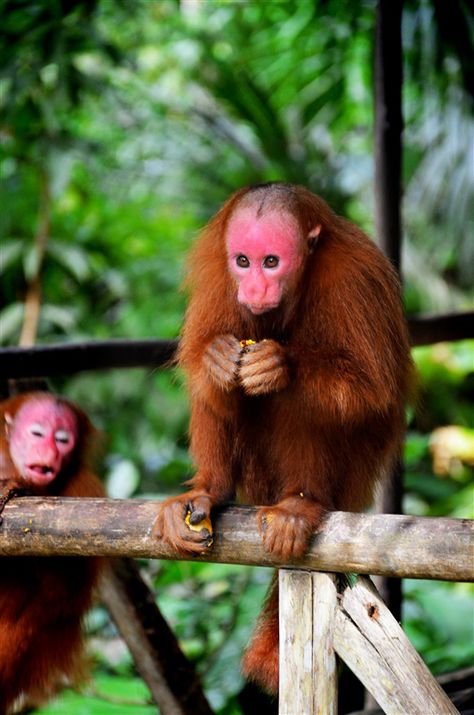 We finally know why this monkey's face is so unbelievably red | Discoveries | Earth Touch News Uakari Monkey, Animal Design Illustration, Bizarre Animals, Monkey Illustration, Red Monkey, Long White Hair, Art Drawing Sketch, Monkey Face, Pop Art Drawing