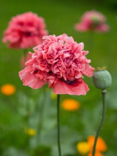 Double Poppy Care - Information About Double Poppy Plants In The Garden Growing Peonies, Garden Help, Flowers Perennials, A J, In The Garden, Perennials, Peonies, Flower Garden, Poppies