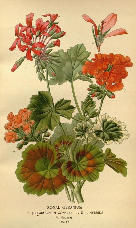 Geranium Flower, Favourite Flowers, Red Geraniums, Illustration Botanique, Vintage Botanical Prints, Floral Illustration, Botanical Painting, Illustration Vintage, Scientific Illustration