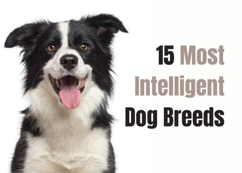 Everyone loves a smart pooch but which dog breeds are actually the most intelligent? Let’s go over the 15 smartest dogs here to find out. Mexican Axolotl, Rhodesian Ridgeback Puppies, What To Think About, Smartest Dogs, Smartest Dog Breeds, Puppy Proofing, Rescue Puppies, Malinois Dog, Puppy Pads