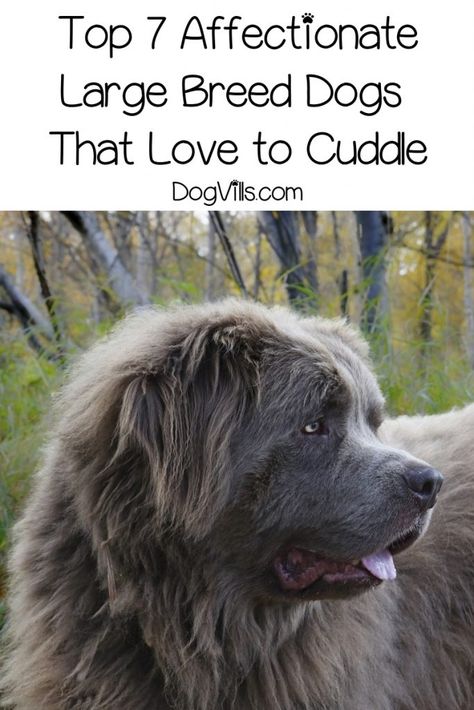 Holistic Dog Care, Family Dogs Breeds, Large Breed Dogs, Giant Dog Breeds, Dog Remedies, Tallest Dog, Big Dog Breeds, Pregnant Dog, Dog Pool